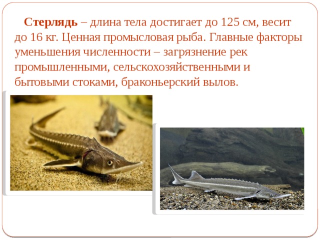 Стерлядь – длина тела достигает до 125 см, весит до 16 кг. Ценная промысловая рыба. Главные факторы уменьшения численности – загрязнение рек промышленными, сельскохозяйственными и бытовыми стоками, браконьерский вылов. 
