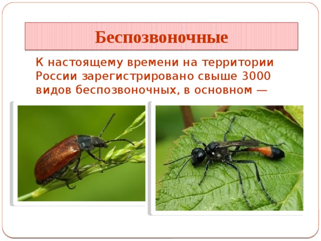 Беспозвоночные К настоящему времени на территории России зарегистрировано свыше 3000 видов беспозвоночных, в основном — насекомых.  
