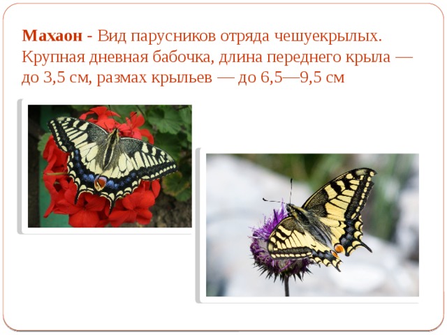 Махаон - Вид парусников отряда чешуекрылых. Крупная дневная бабочка, длина переднего крыла — до 3,5 см, размах крыльев — до 6,5—9,5 см 