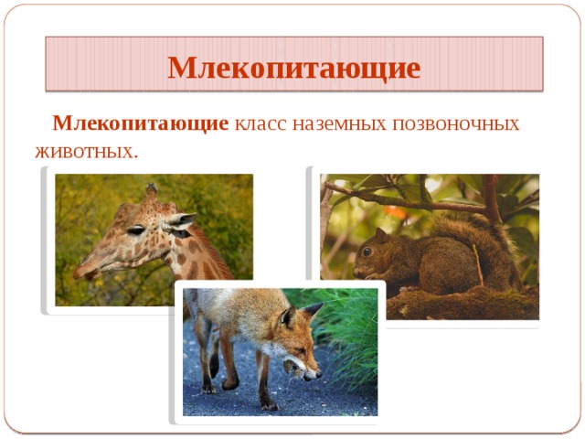 Млекопитающие Млекопитающие класс наземных позвоночных животных. 