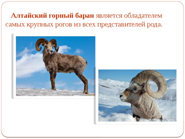 Алтайский горный баран является обладателем самых крупных рогов из всех представителей рода. 