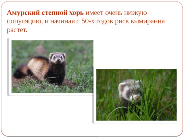 Амурский степной хорь имеет очень низкую популяцию, и начиная с 50-х годов риск вымирания растет. 