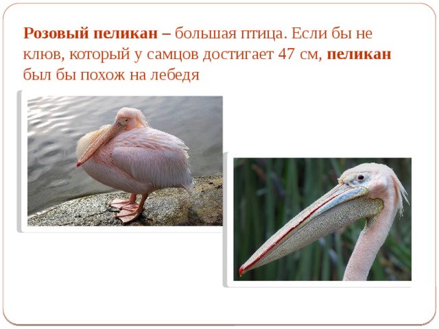 Розовый пеликан – большая птица. Если бы не клюв, который у самцов достигает 47 см, пеликан был бы похож на лебедя 