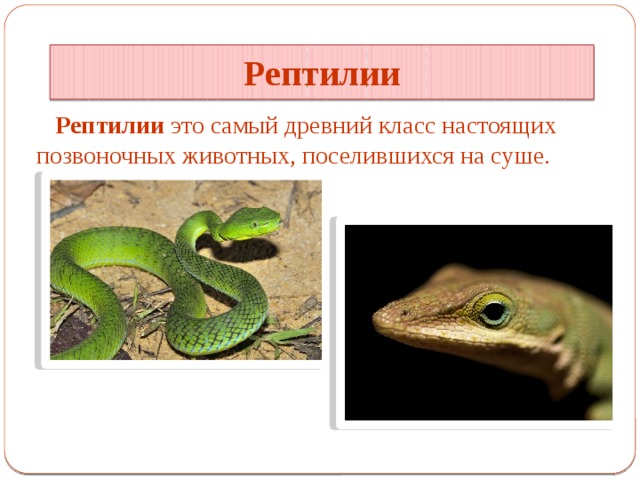 Рептилии Рептилии это самый древний класс настоящих позвоночных животных, поселившихся на суше. 