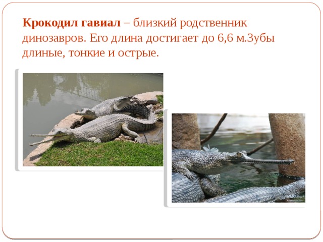 Крокодил гавиал – близкий родственник динозавров. Его длина достигает до 6,6 м.Зубы длиные, тонкие и острые. 