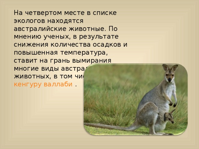 На четвертом месте в списке экологов находятся австралийские животные. По мнению ученых, в результате снижения количества осадков и повышенная температура, ставит на грань вымирания многие виды австралийских животных, в том числе кенгуру валлаби . 
