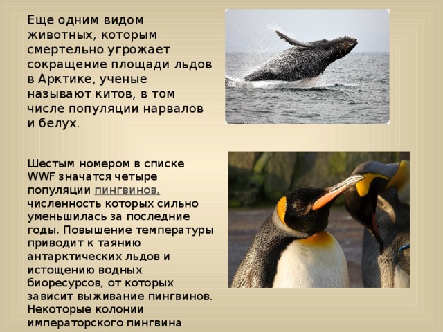 Еще одним видом животных, которым смертельно угрожает сокращение площади льдов в Арктике, ученые называют китов, в том числе популяции нарвалов и белух. Шестым номером в списке WWF значатся четыре популяции пингвинов, численность которых сильно уменьшилась за последние годы. Повышение температуры приводит к таянию антарктических льдов и истощению водных биоресурсов, от которых зависит выживание пингвинов. Некоторые колонии императорского пингвина сократились в два раза за последние 50 лет, а на северо-западном побережье Антарктики пингвинов Адели стало меньше на 65% за последние 25 лет. 