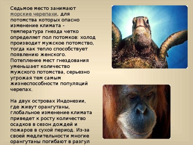 Седьмое место занимают морские черепахи , для потомства которых опасно изменение климата - температура гнезда четко определяет пол потомков: холод производит мужское потомство, тогда как тепло способствует появлению женского. Потепление мест гнездования уменьшает количество мужского потомства, серьезно угрожая тем самым жизнеспособности популяций черепах. На двух островах Индонезии, где живут орангутаны, глобальное изменение климата приведет к росту количество осадков в сезон дождей и пожаров в сухой период. Из-за своей медлительности многие орангутаны погибают в разгул огненной стихии. За последние десять лет численность орангутанов сократилась на 30-50%, и в дальнейшем единственный вид этой обезьяны в Азии может исчезнуть в течение нескольких десятилетий. 
