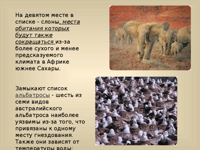 На девятом месте в списке - слоны , места обитания которых будут также сокращаться из-за более сухого и менее предсказуемого климата в Африке южнее Сахары. Замыкают список альбатросы - шесть из семи видов австралийского альбатроса наиболее уязвимы из-за того, что привязаны к одному месту гнездования. Также они зависят от температуры воды: теплая вода менее богата едой, и из-за недостатка пищи многие птицы погибают. 