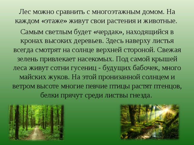 Лес можно сравнить с многоэтажным домом. На каждом «этаже» живут свои растения и животные. Самым светлым будет «чердак», находящийся в кронах высоких деревьев. Здесь наверху листья всегда смотрят на солнце верхней стороной. Свежая зелень привлекает насекомых. Под самой крышей леса живут сотни гусениц - будущих бабочек, много майских жуков. На этой пронизанной солнцем и ветром высоте многие певчие птицы растят птенцов, белки прячут среди листвы гнезда. 