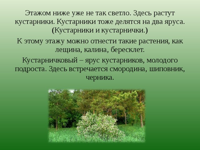 Этажом ниже уже не так светло. Здесь растут кустарники. Кустарники тоже делятся на два яруса. (Кустарники и кустарнички.) К этому этажу можно отнести такие растения, как лещина, калина, бересклет. Кустарничковый – ярус кустарников, молодого подроста. Здесь встречается смородина, шиповник, черника. 