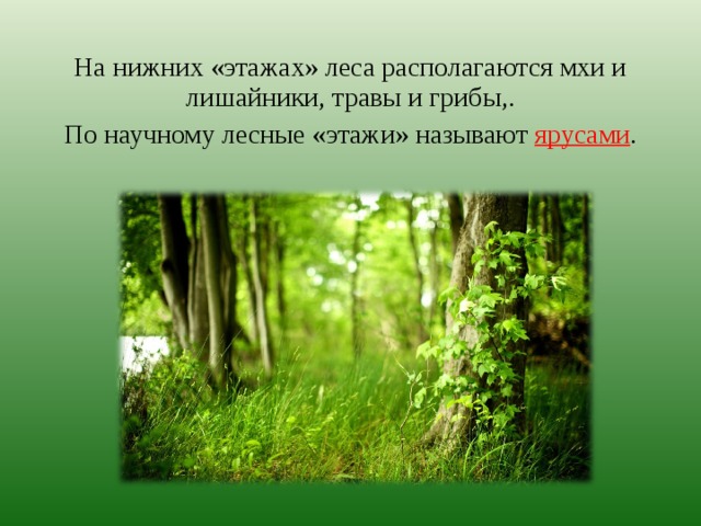На нижних «этажах» леса располагаются мхи и лишайники, травы и грибы,. По научному лесные «этажи» называют ярусами . 