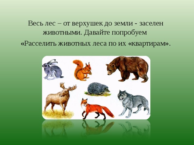 Весь лес – от верхушек до земли - заселен животными. Давайте попробуем «Расселить животных леса по их «квартирам». 