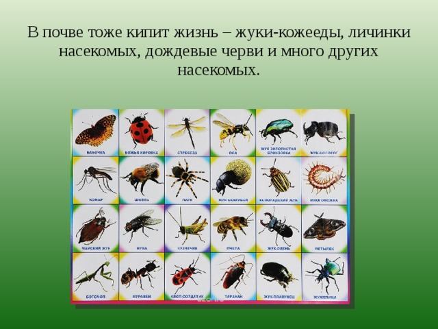 В почве тоже кипит жизнь – жуки-кожееды, личинки насекомых, дождевые черви и много других насекомых. 