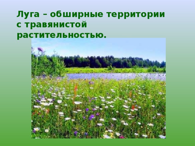 Луга – обширные территории  с травянистой растительностью. 