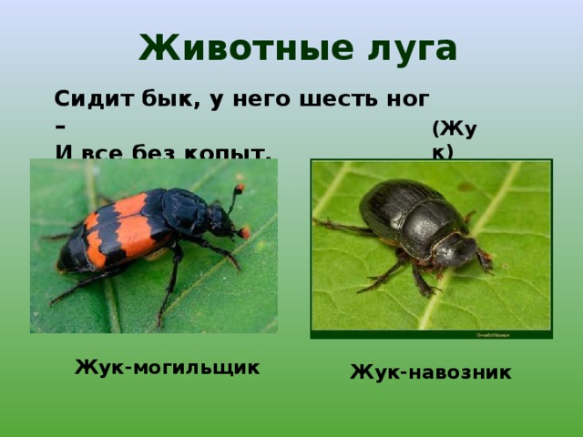 Животные луга Сидит бык, у него шесть ног – И все без копыт. (Жук) Жук-могильщик Жук-навозник 