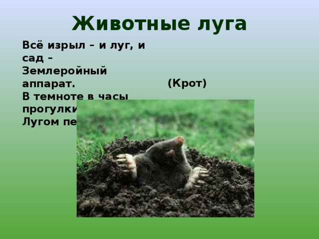 Животные луга Всё изрыл – и луг, и сад – Землеройный аппарат. В темноте в часы прогулки Лугом переулки. (Крот) 