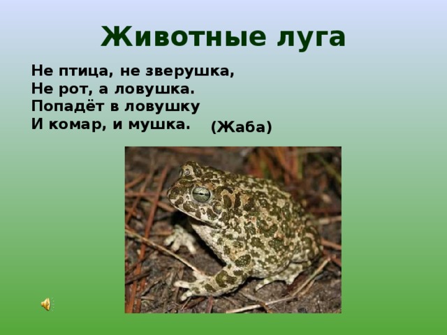 Животные луга Не птица, не зверушка, Не рот, а ловушка. Попадёт в ловушку И комар, и мушка. (Жаба) 