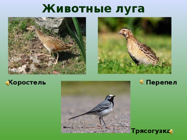 Животные луга Перепел Коростель Трясогузка  