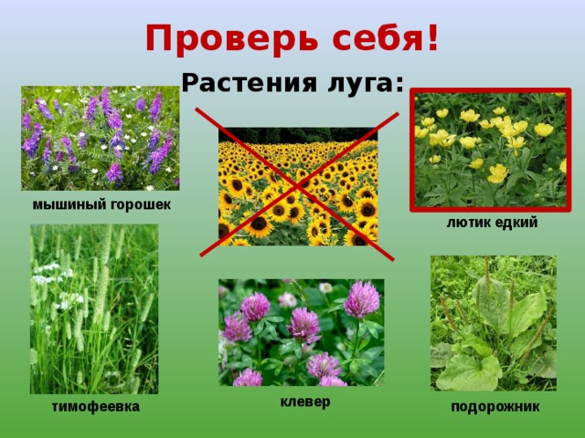 Проверь себя! Растения луга: мышиный горошек лютик едкий клевер тимофеевка подорожник 