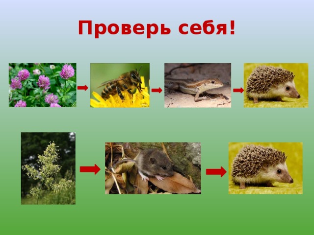 Проверь себя! 
