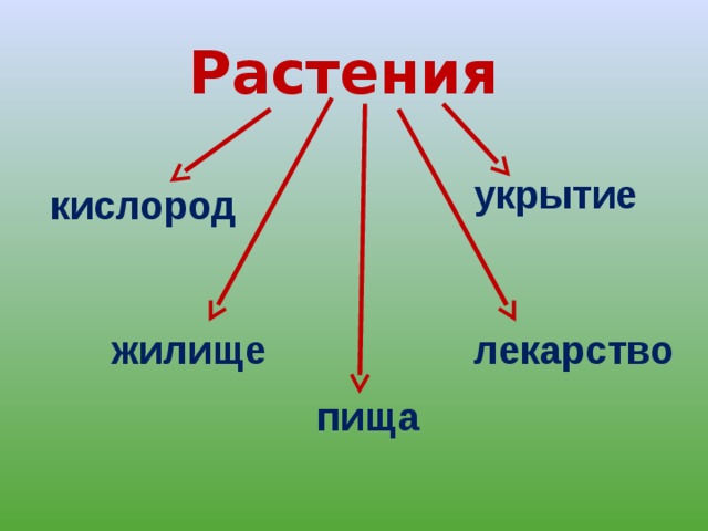Растения укрытие кислород жилище лекарство пища 