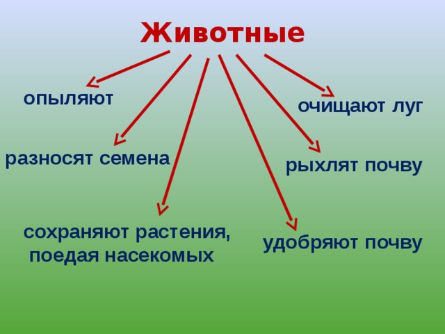 Животные опыляют очищают луг разносят семена рыхлят почву сохраняют растения,  поедая насекомых удобряют почву 