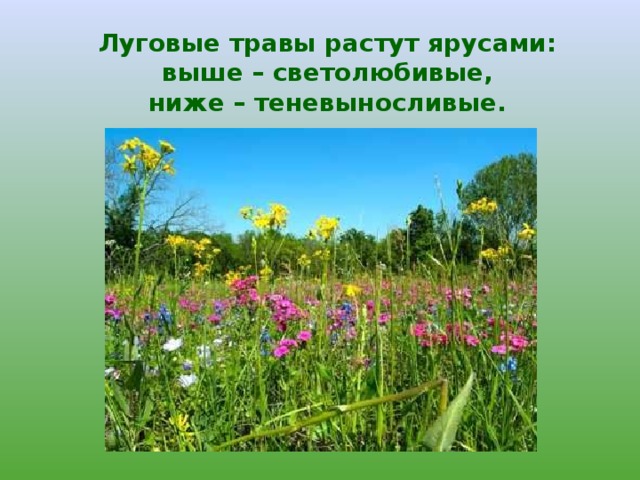 Луговые травы растут ярусами:  выше – светолюбивые,  ниже – теневыносливые.   
