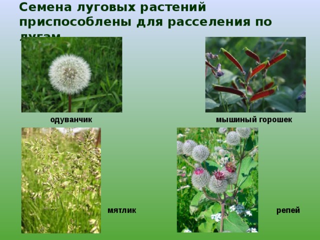 Семена луговых растений приспособлены для расселения по лугам одуванчик мышиный горошек репей мятлик 