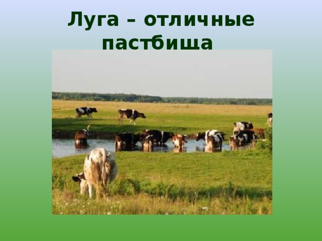 Луга – отличные пастбища 