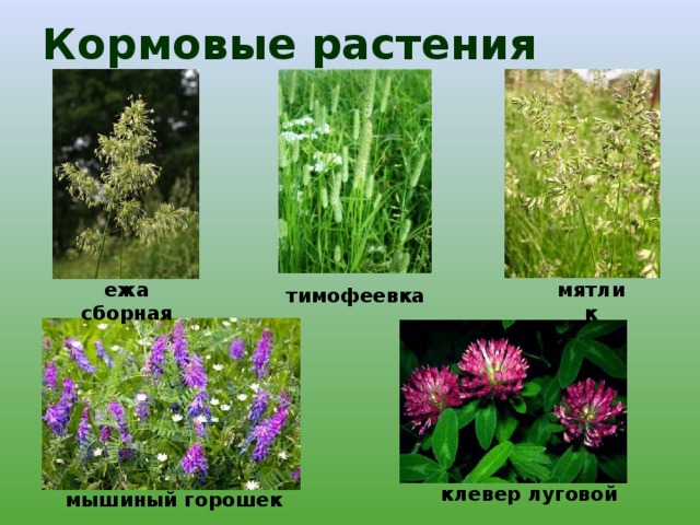 Кормовые растения мятлик ежа сборная тимофеевка клевер луговой мышиный горошек 