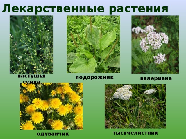Лекарственные растения пастушья сумка подорожник валериана тысячелистник одуванчик 