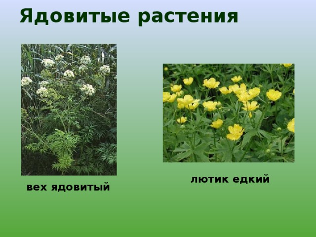 Ядовитые растения лютик едкий вех ядовитый 