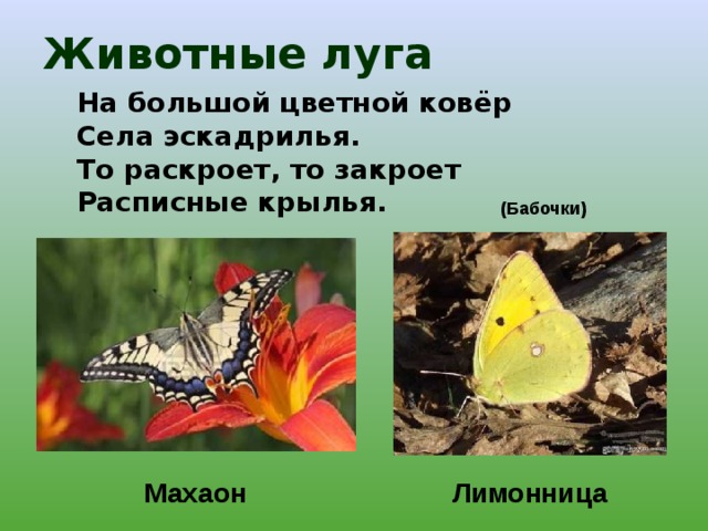 Животные луга На большой цветной ковёр Села эскадрилья. То раскроет, то закроет Расписные крылья.  (Бабочки) Лимонница Махаон 