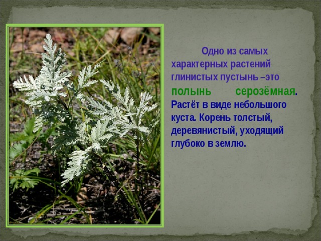  Одно из самых характерных растений глинистых пустынь –это  полынь  серозёмная . Растёт в виде небольшого куста. Корень толстый, деревянистый, уходящий глубоко в землю. 
