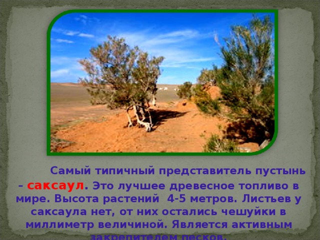  Самый типичный представитель пустынь – саксаул . Это лучшее древесное топливо в мире. Высота растений 4-5 метров. Листьев у саксаула нет, от них остались чешуйки в миллиметр величиной. Является активным закрепителем песков. 
