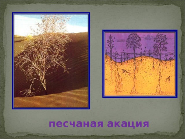 песчаная акация 