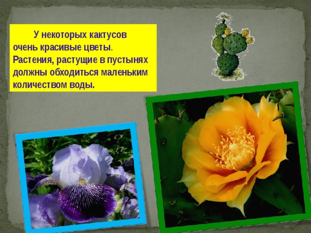  У  некоторых  кактусов  очень красивые цветы . Растения, растущие в пустынях должны обходиться маленьким  количеством воды. 