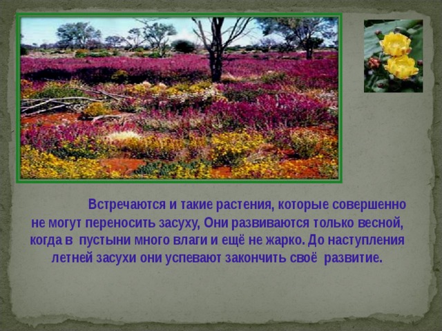  Встречаются и такие растения, которые совершенно не могут переносить засуху, Они развиваются только весной, когда в пустыни много влаги и ещё не жарко. До наступления летней засухи они успевают закончить своё развитие. 