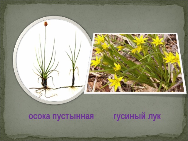 осока пустынная гусиный лук 