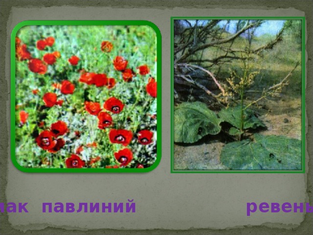 мак павлиний ревень 