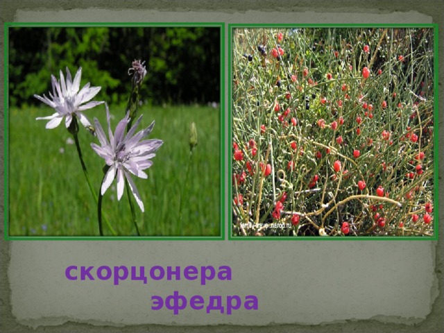 скорцонера эфедра 