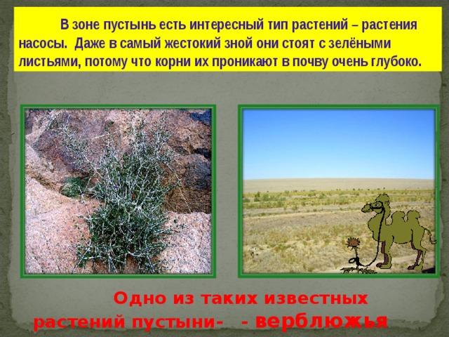  В зоне пустынь есть интересный тип растений – растения насосы. Даже в самый жестокий зной они стоят с зелёными листьями, потому что корни их проникают в почву очень глубоко.  Одно из таких известных растений пустыни- - верблюжья колючка . 