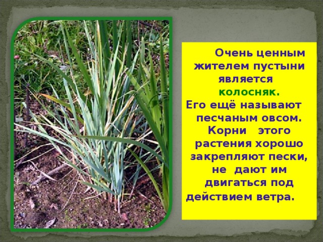  Очень ценным жителем пустыни является колосняк. Его ещё называют песчаным овсом. Корни этого растения хорошо закрепляют пески, не дают им двигаться под действием ветра.  