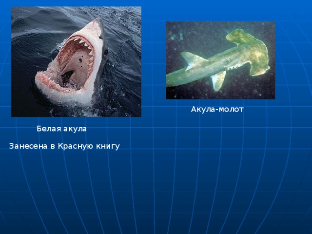 Акула-молот Белая акула Занесена в Красную книгу 
