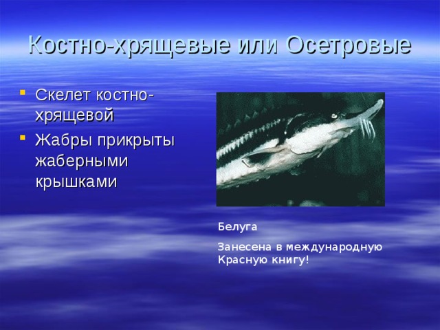 Костно-хрящевые или Осетровые Скелет костно-хрящевой Жабры прикрыты жаберными крышками Белуга Занесена в международную Красную книгу! 