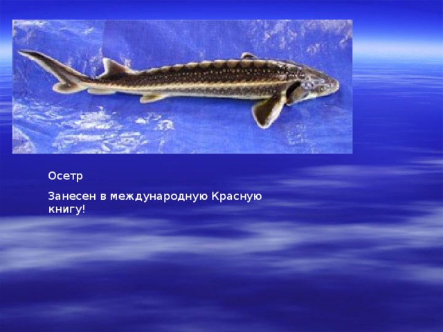 Осетр Занесен в международную Красную книгу! 