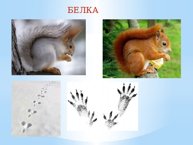 БЕЛКА 