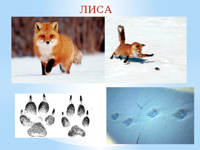 ЛИСА 