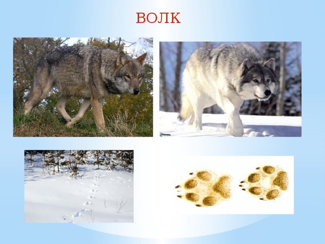 ВОЛК 